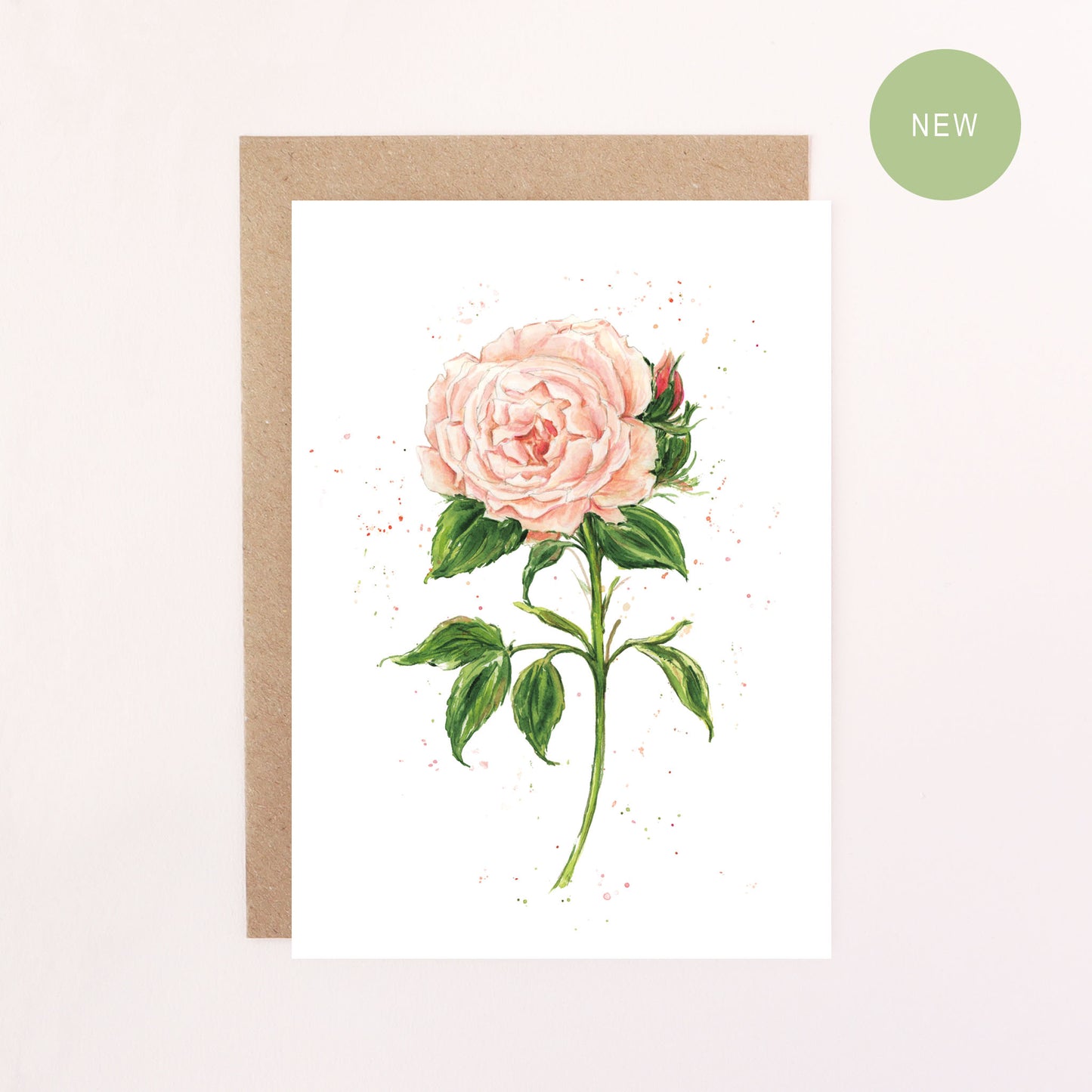 Greeting card with a English garden Orange/Pink rose illustration on a white background