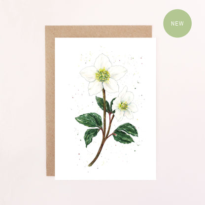 A Greeting Card illustration featuring a  white Hellebore (Christmas Rose) with a white background.