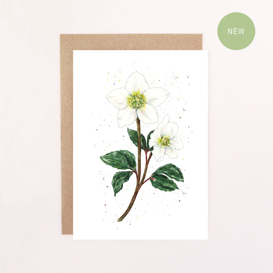 A Greeting Card illustration featuring a  white Hellebore (Christmas Rose) with a white background.